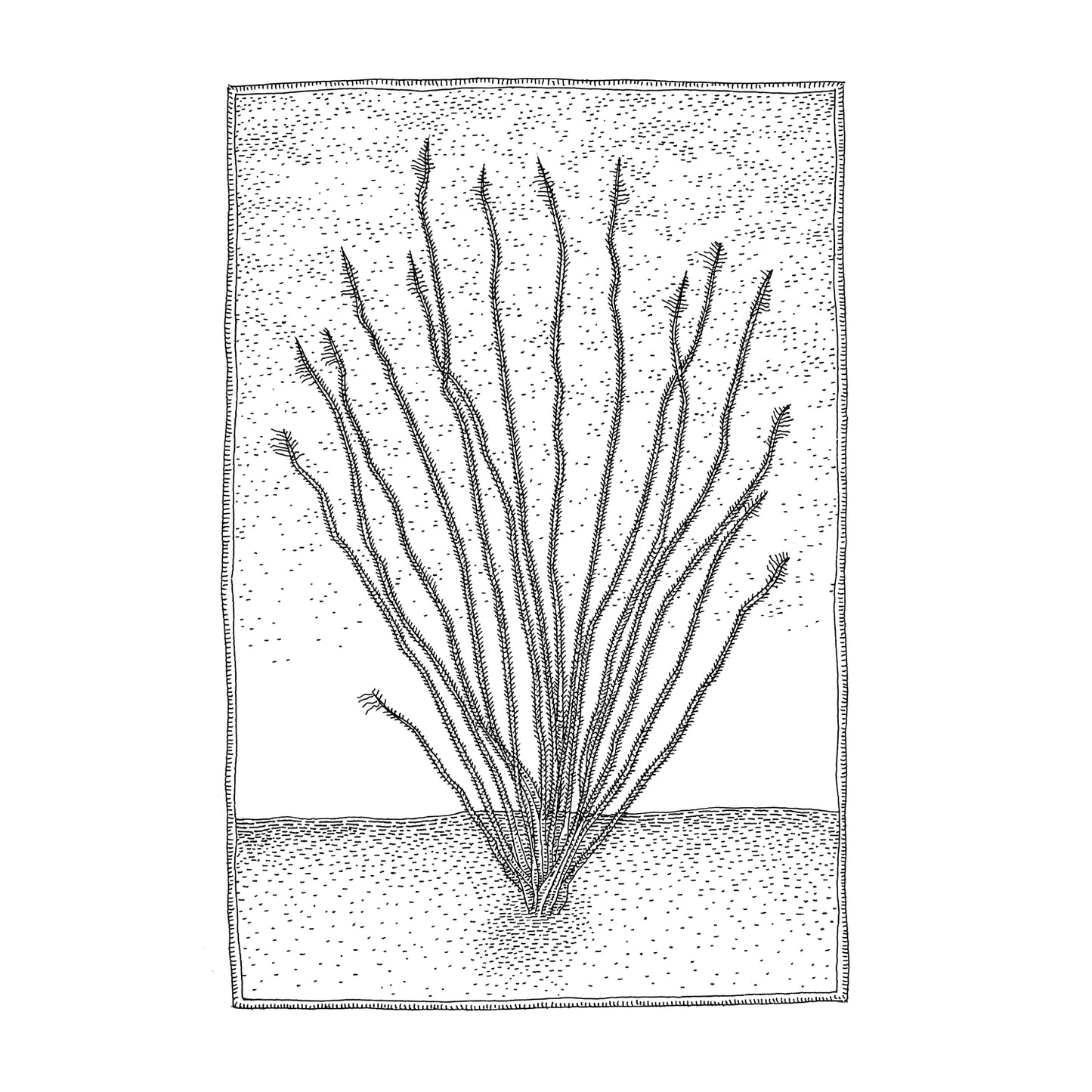 Ocotillo Print