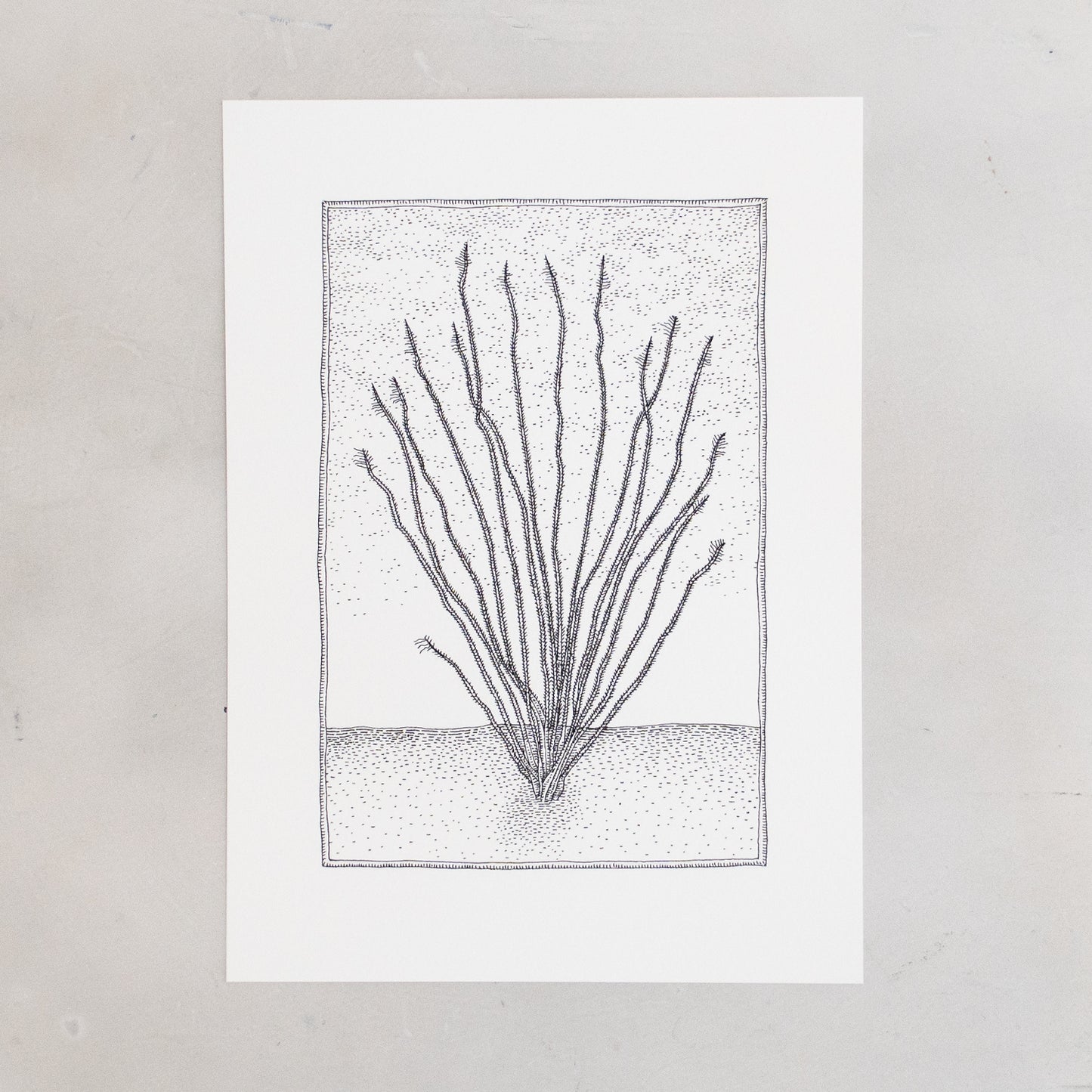 Ocotillo Print