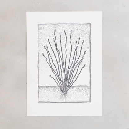 Ocotillo Print