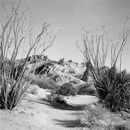 Joshua Tree #2